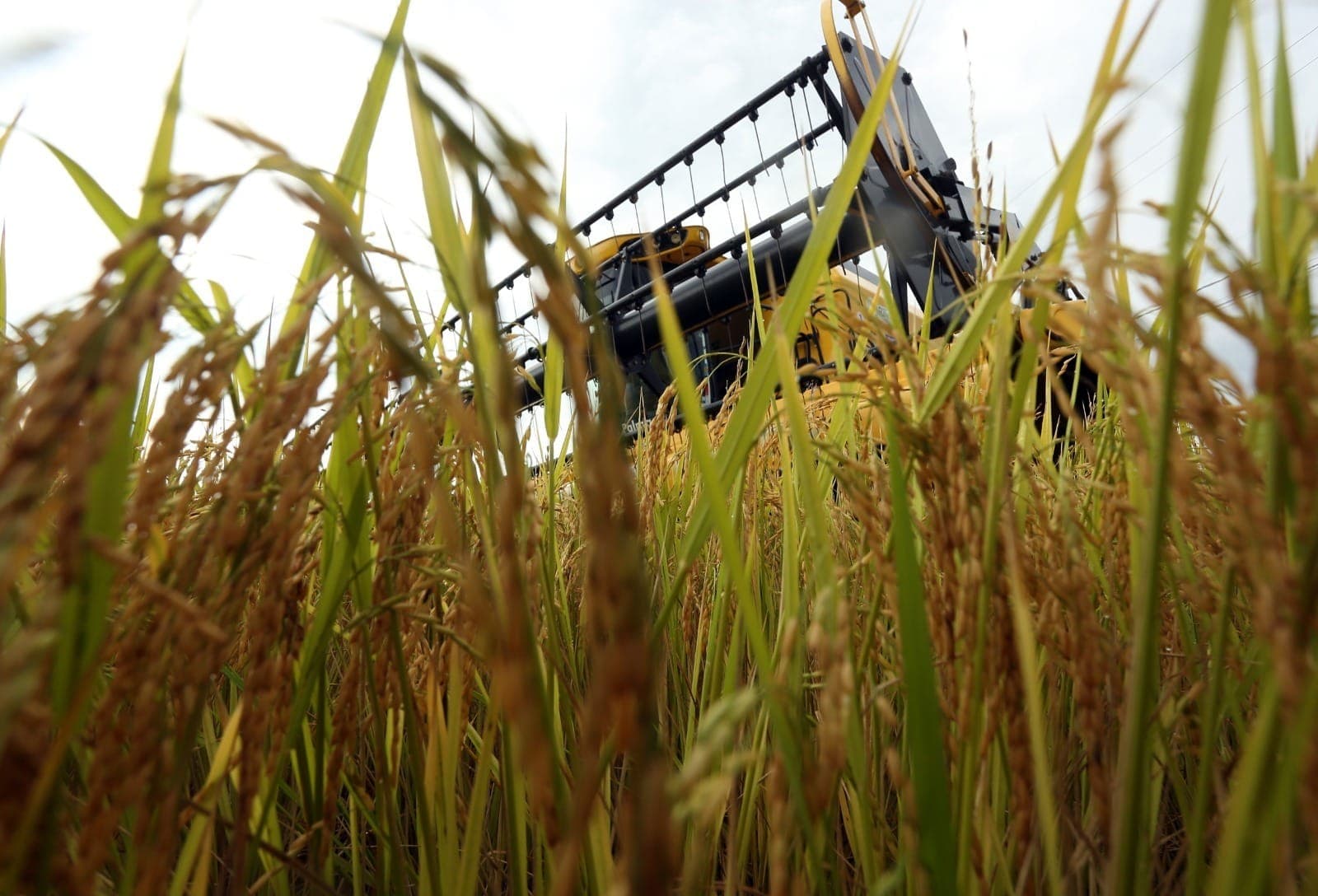 Arroz, soja, milho e trigo sofrem com custos extras devido à alta do diesel