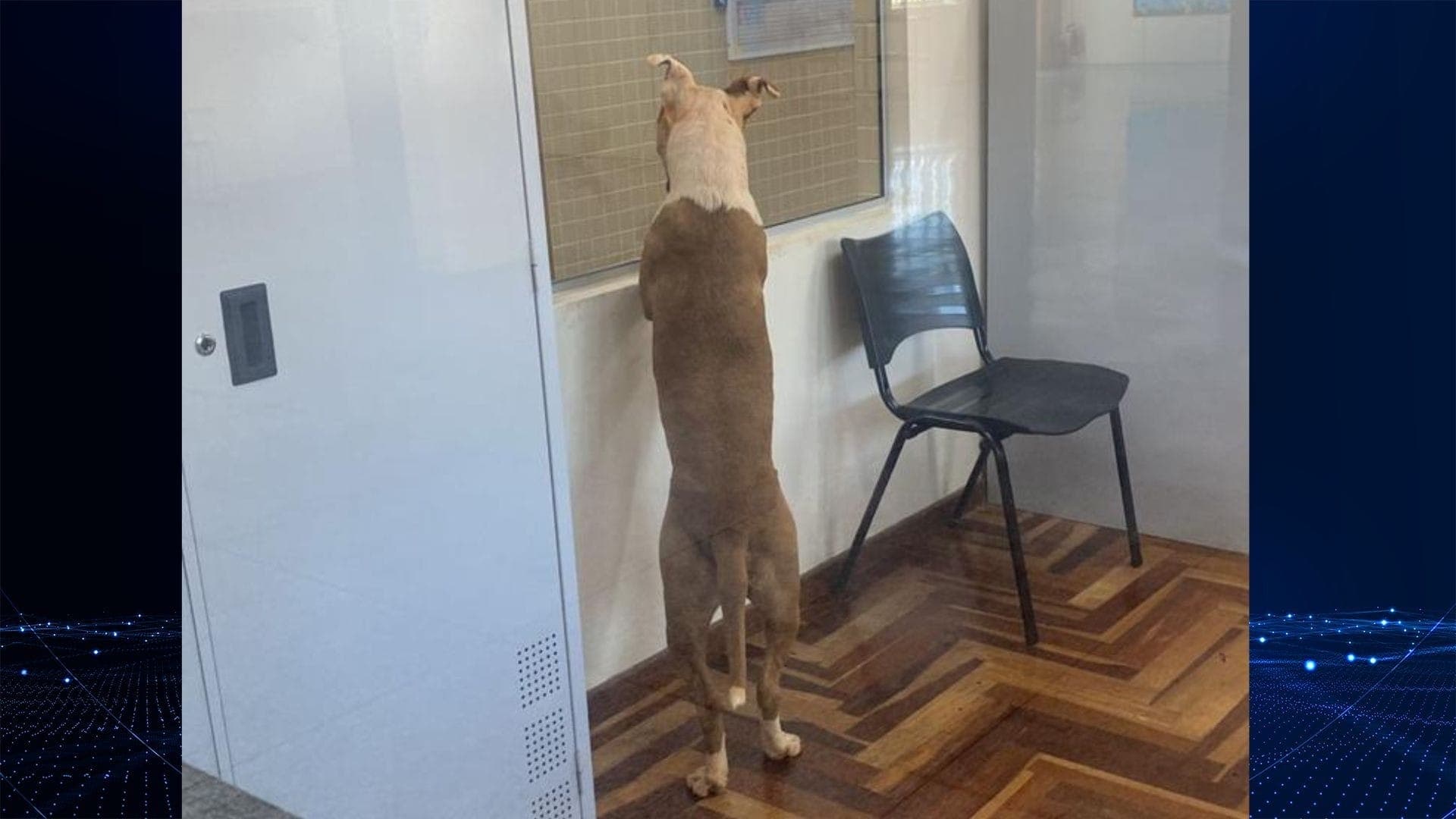 Pitbull invade colégio em Ponta Grossa