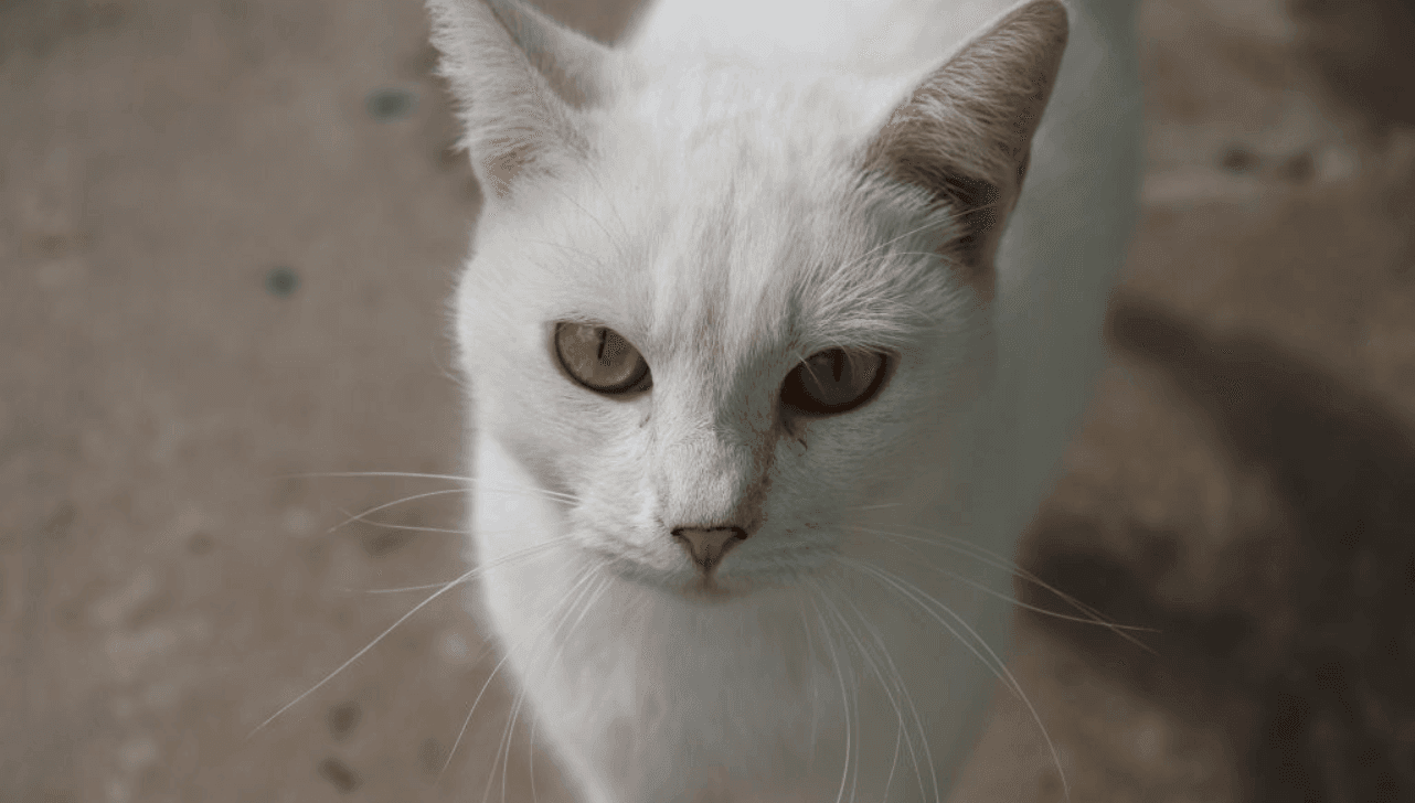 Procedimento inclui microchipagem dos animais