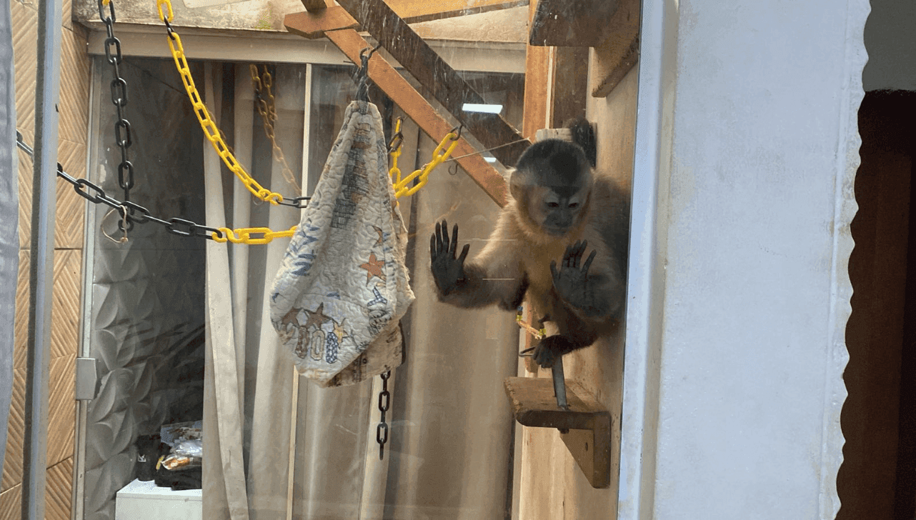Macaco-prego é mantido em cativeiro