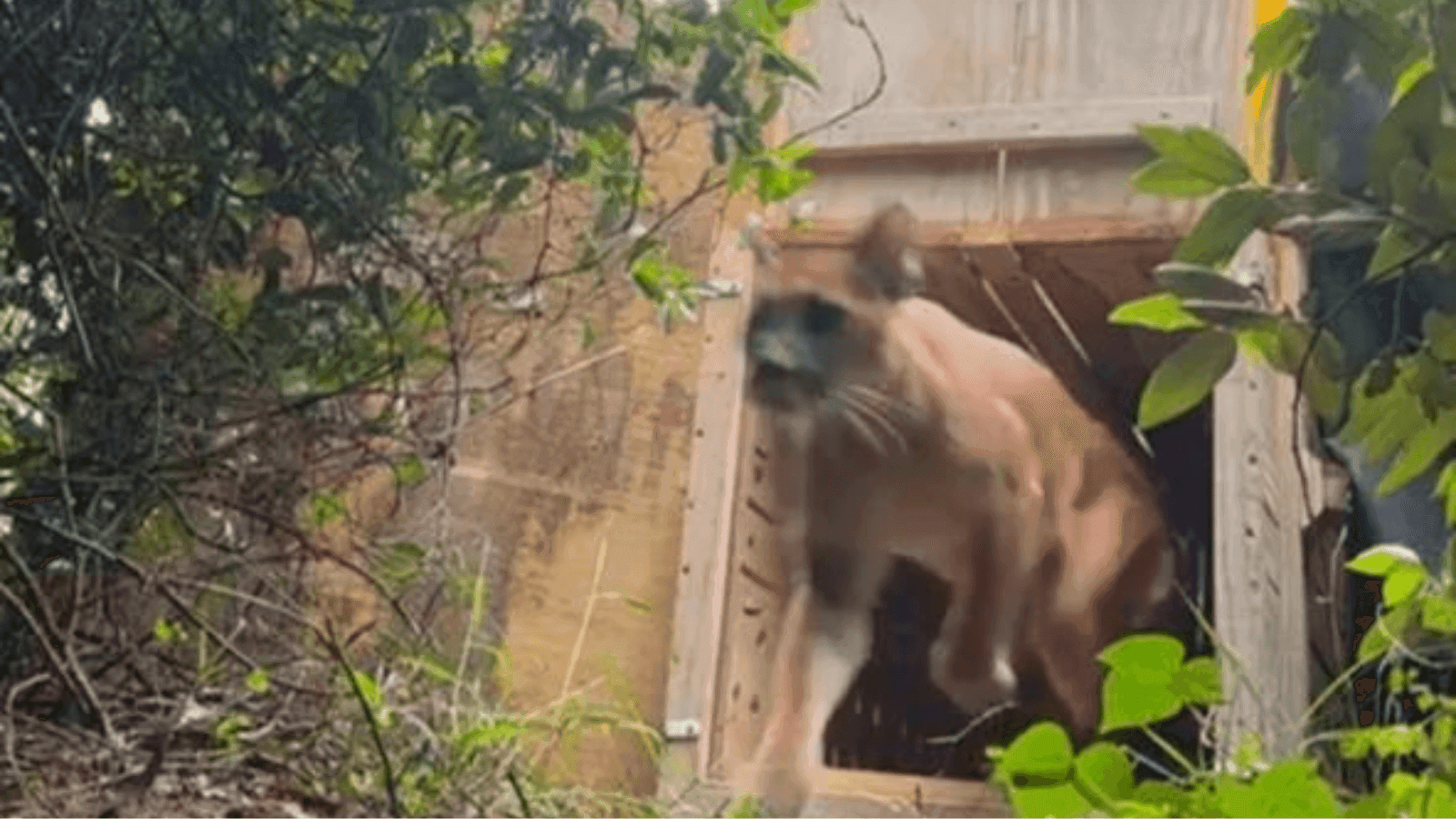  O animal foi solto em uma área de conservação