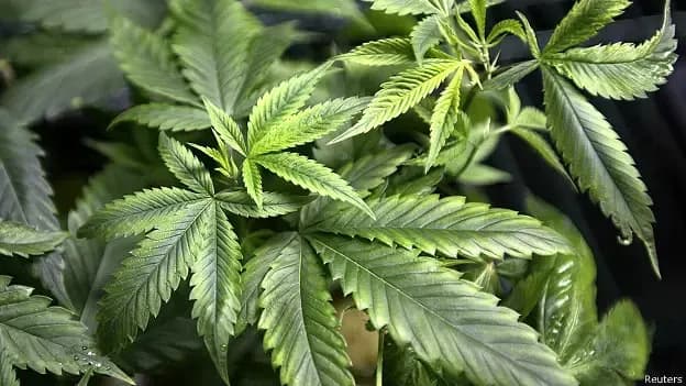 Cannabis