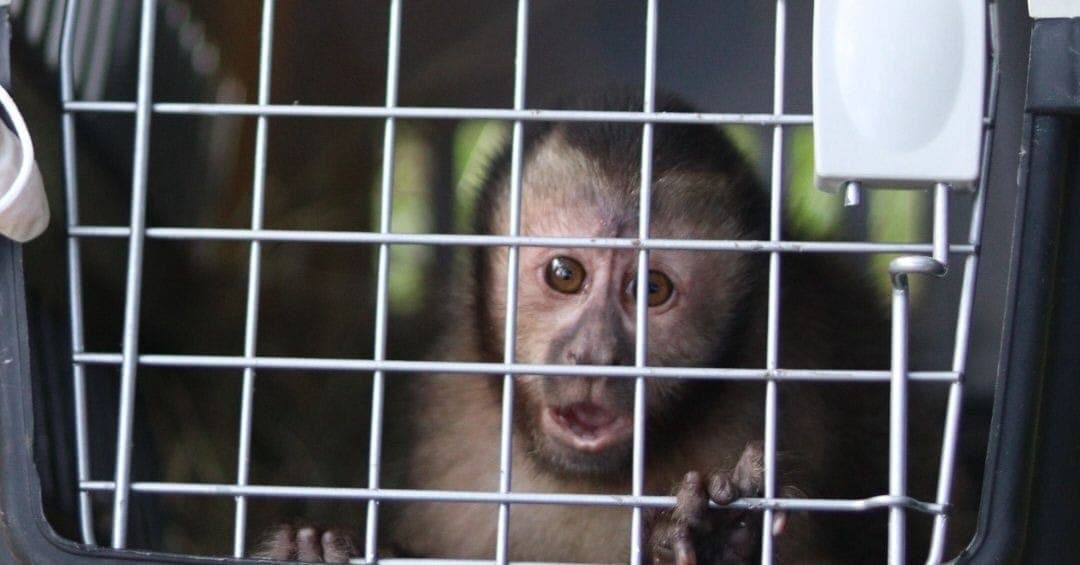 Filhote de macaco-prego volta à natureza no Rio