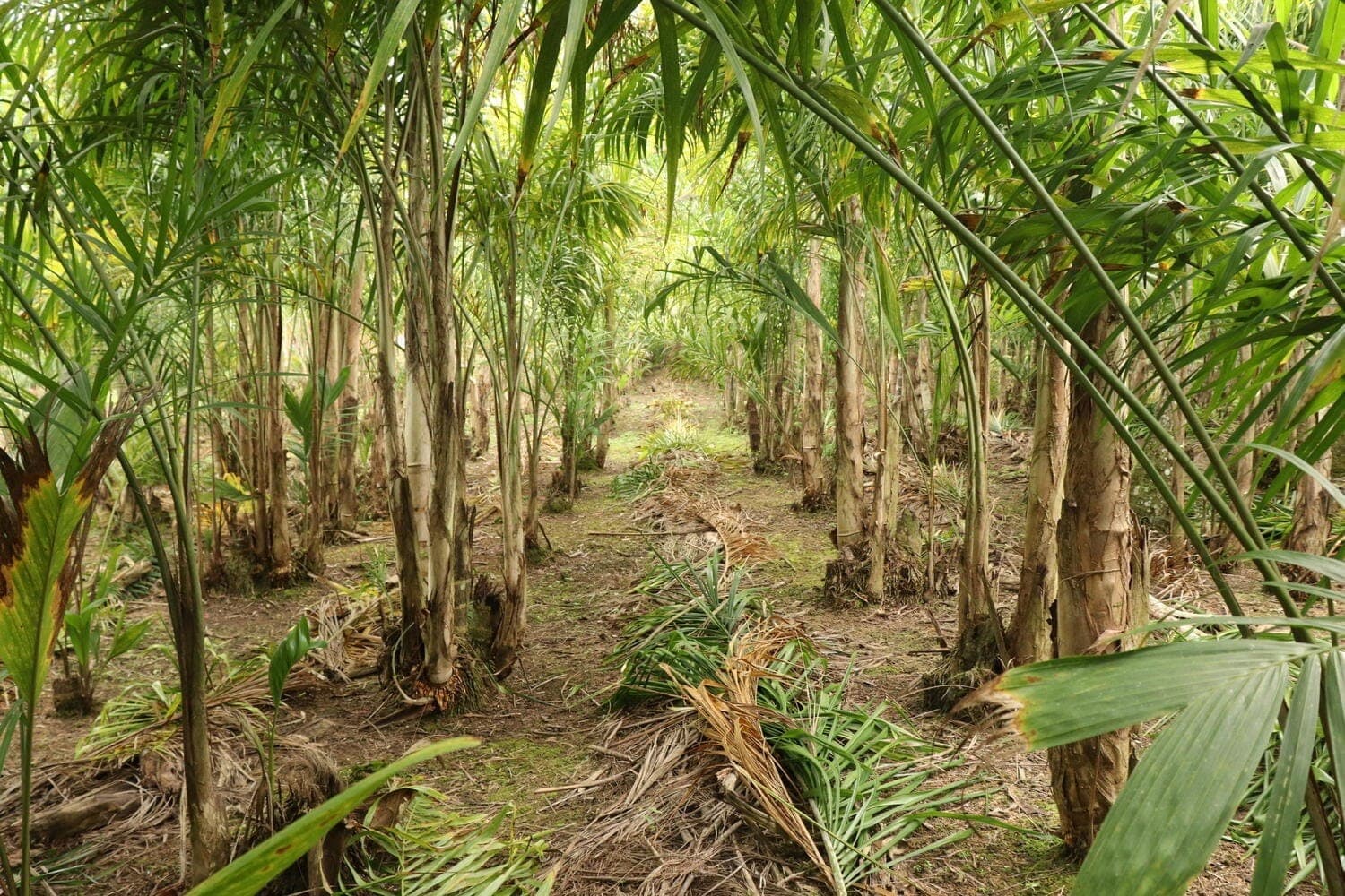 Produção de palmito pupunha no Vale do Ribeira