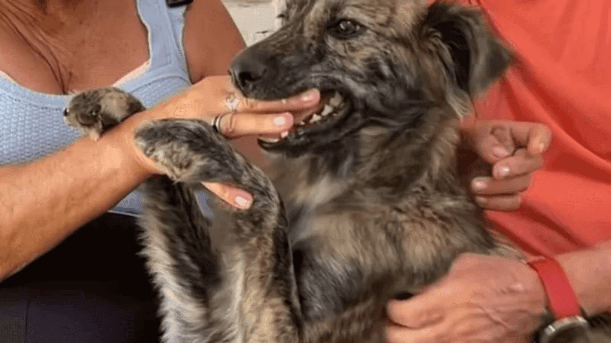 Cachorra que 'protegeu' Jesus na Paixão de Cristo
