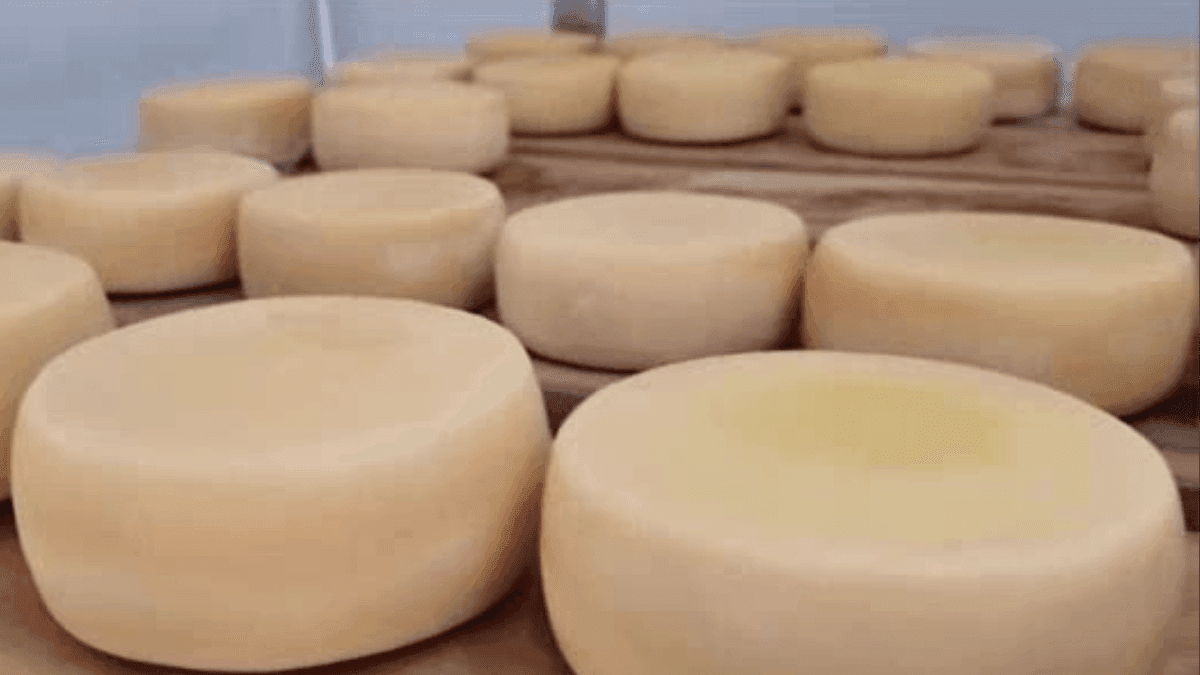 Queijo artesanal