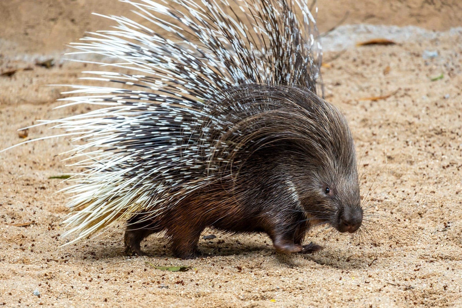 Porco-espinho-de-crista-africano