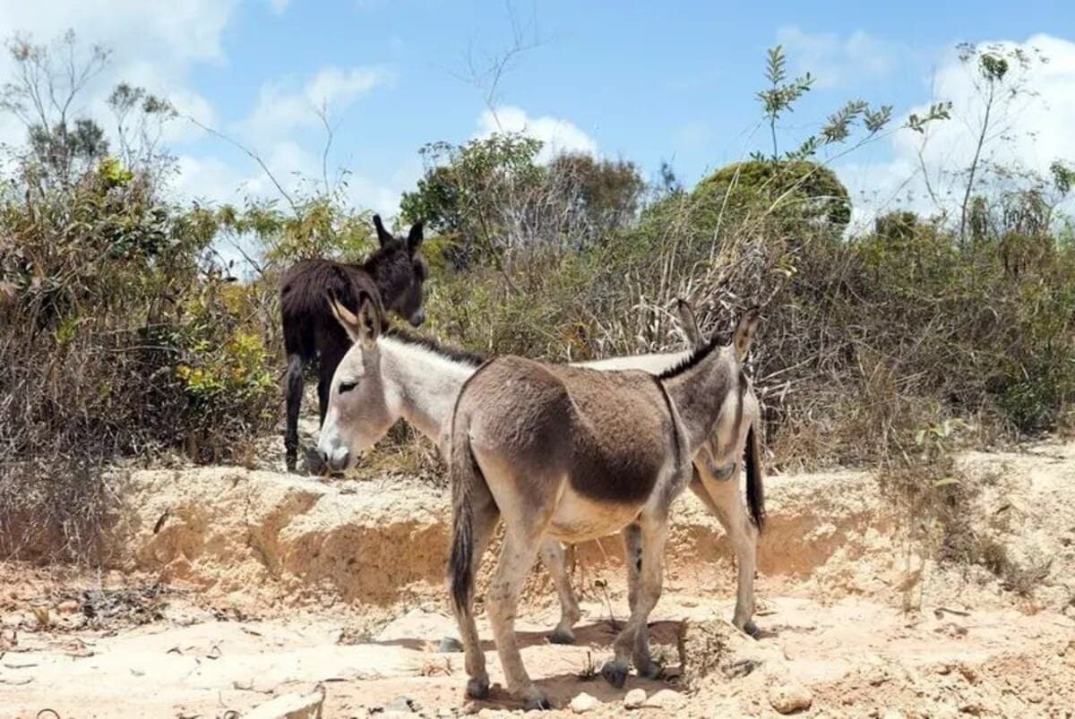 Abate de jumentos está proibido na Bahia