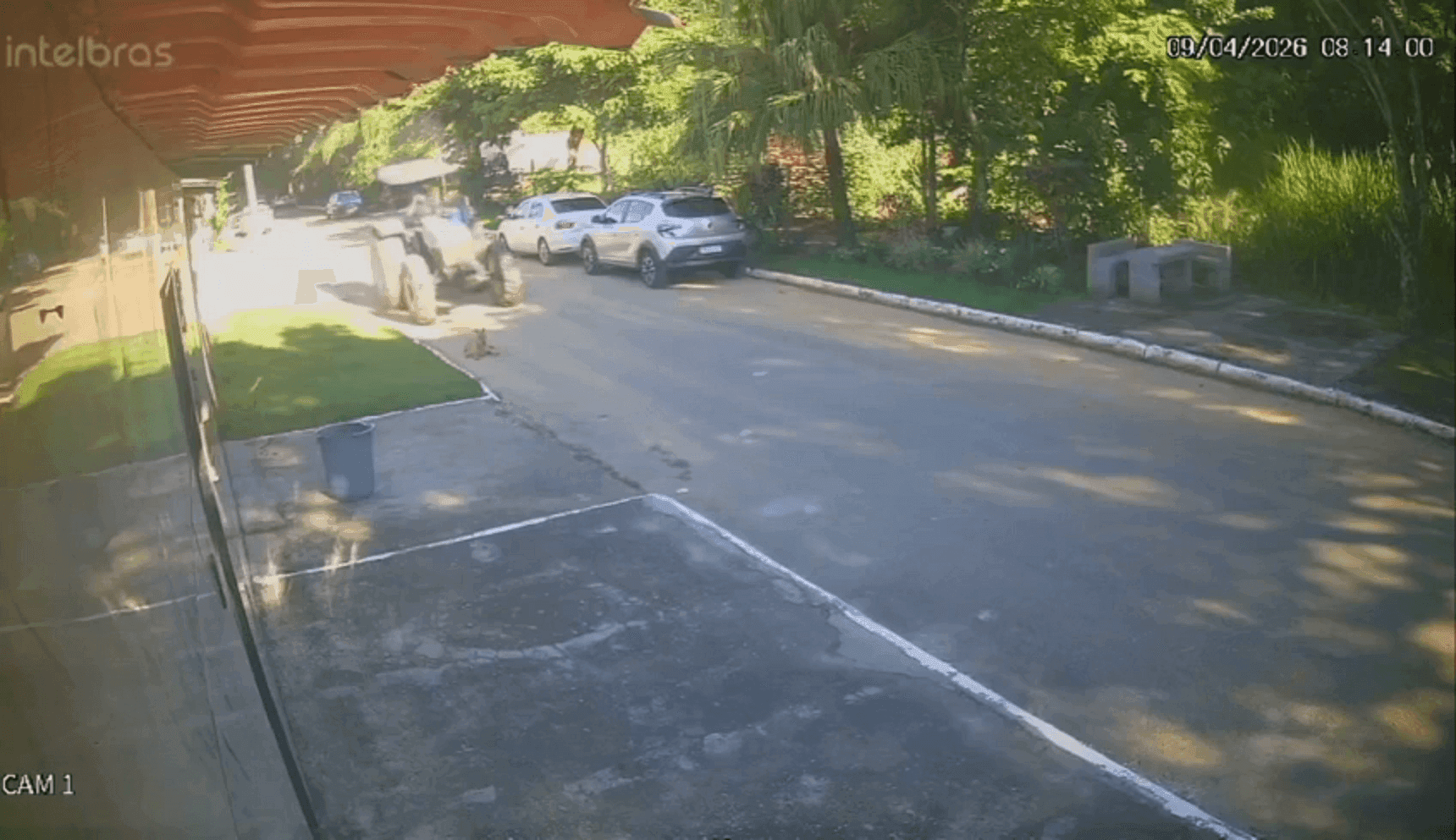 Servidr é afastado após atropelamento de cachorro 