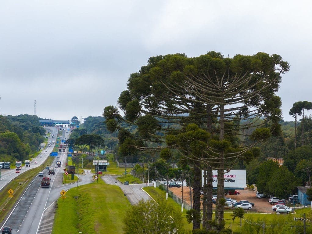 Alerta para a venda de Pinhão nas rodovias 