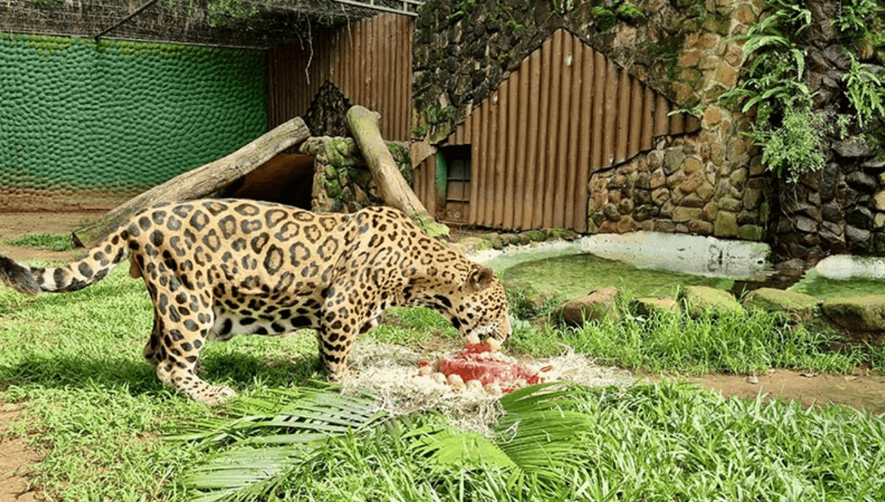 Pantanal, 21 anos 