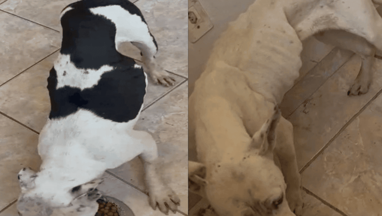 Os animais estavam em estado de desnutrição 