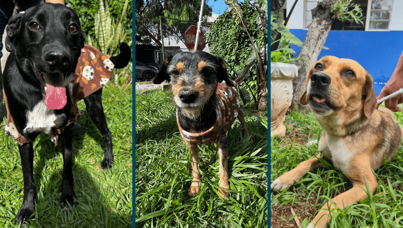 Ação reúne cães do Canil Municipal