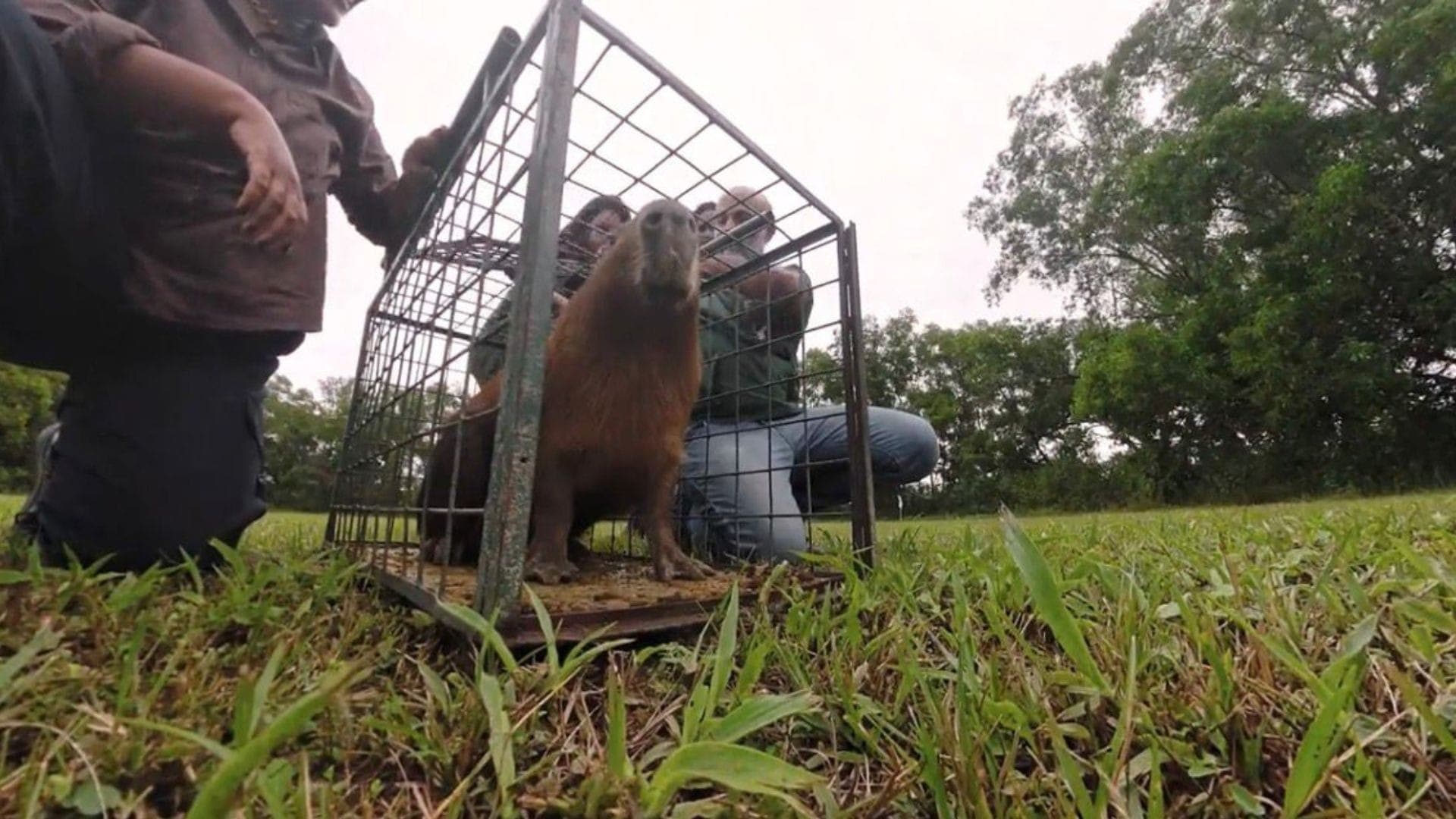 Imagens da soltura da capivara