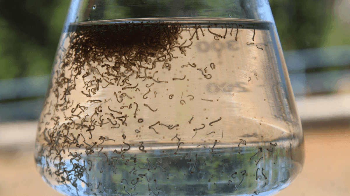 Larvas do mosquito Aedes aegypti