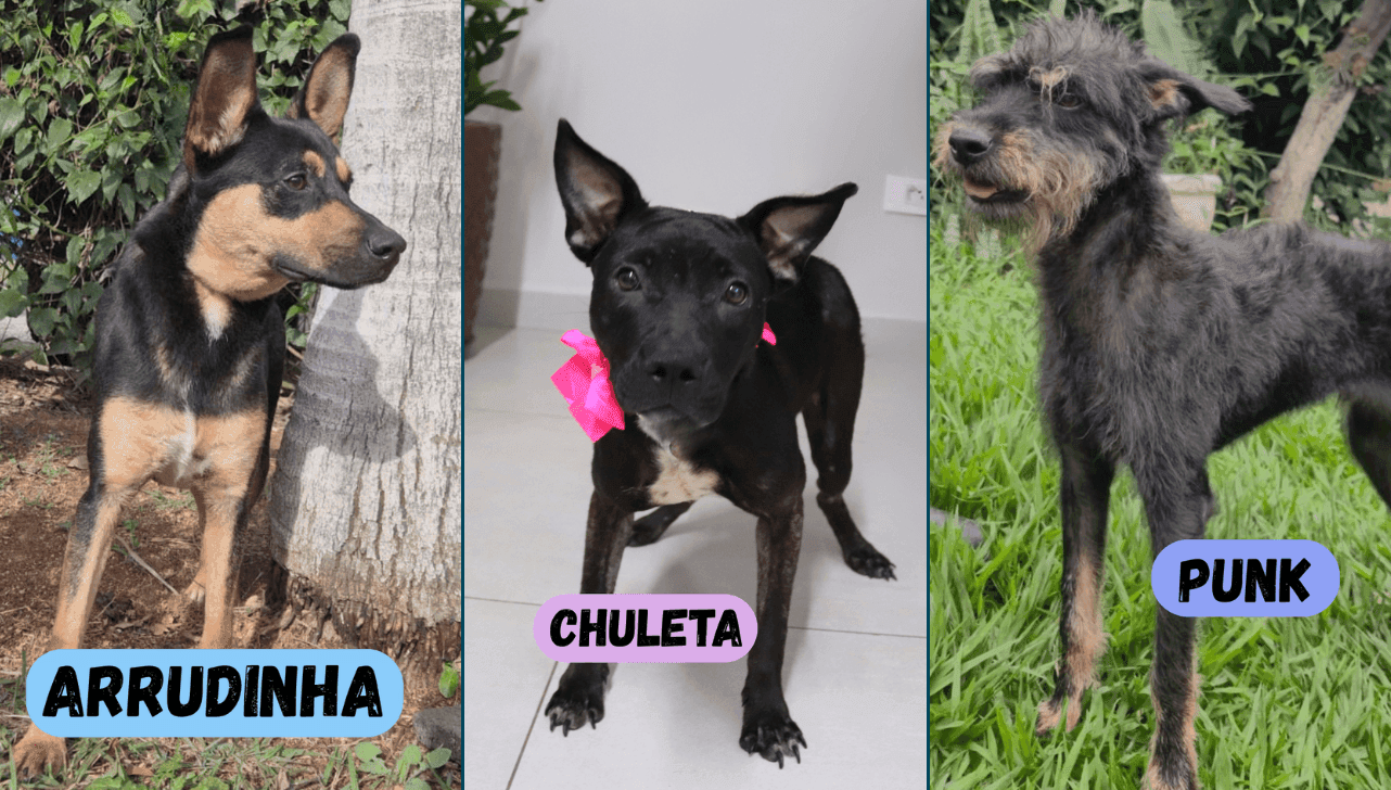Alguns dos cães disponíveis para adoção 