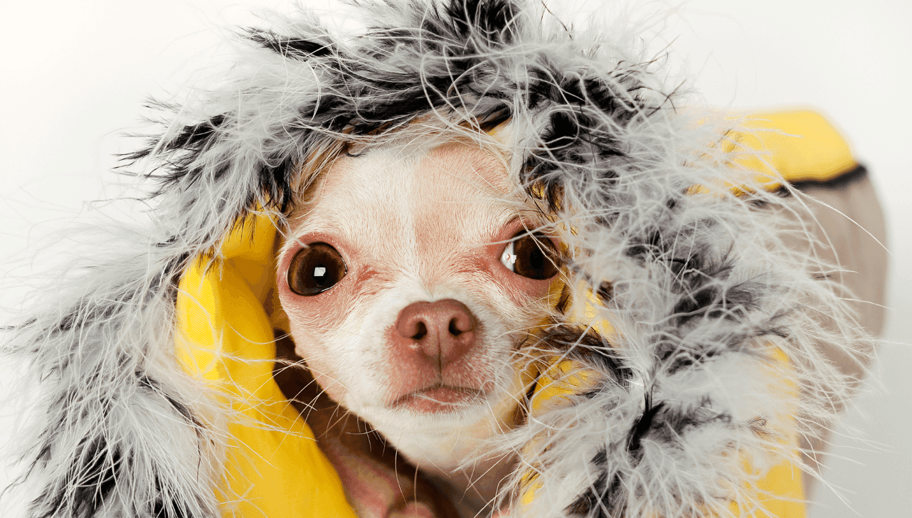 Cães pequenos perdem calor rapidamente devido à menor massa muscular e camada de gordura