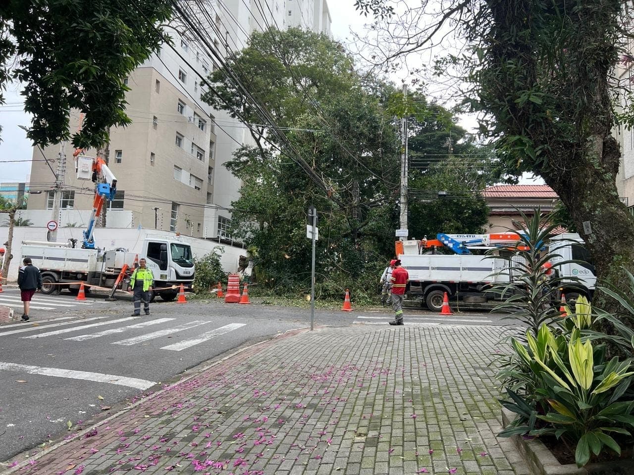 Árvore caiu em cruzamento