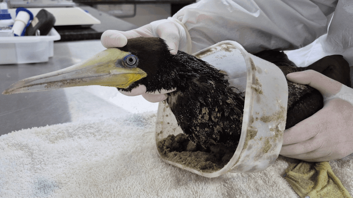 Atobá-marrom é resgatado em Ubatuba