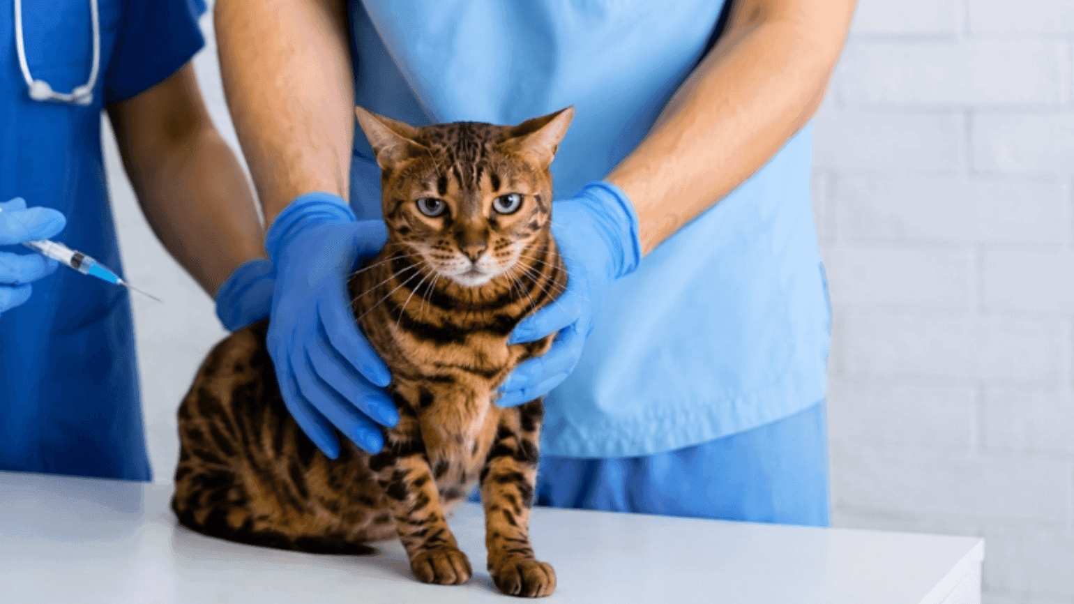 Meu pet perdeu uma dose da vacina. E agora?