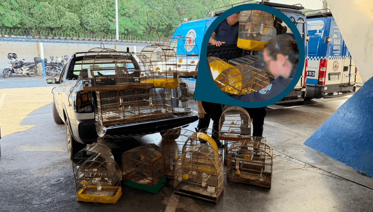 As aves permanecem sob cuidados do Centro de Triagem e Reabilitação de Animais Silvestres