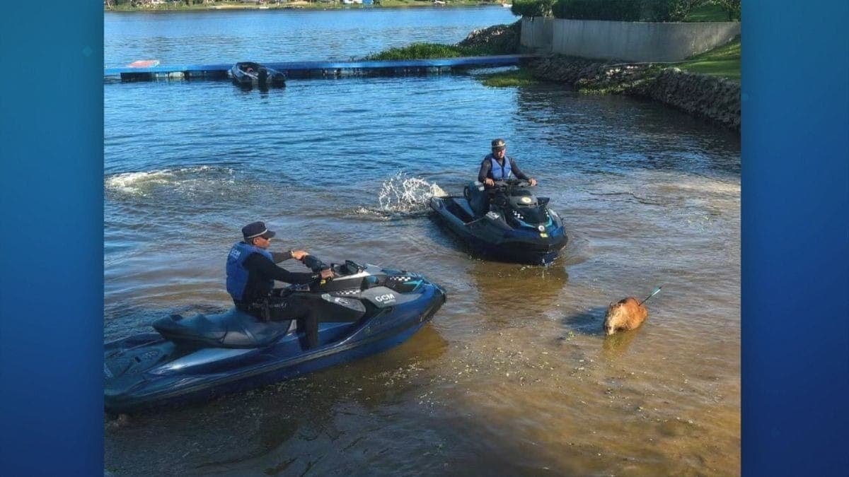 Capivara atingida por flecha morre em São Paulo
