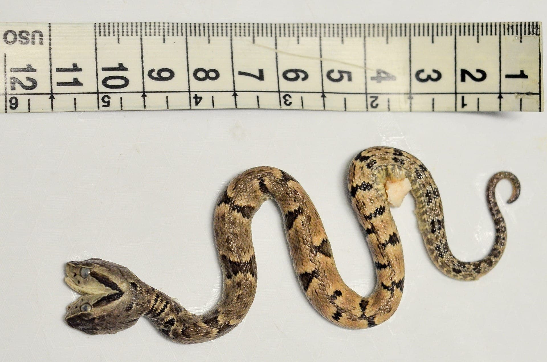Filhote e cobra nasceu com duas cabeças