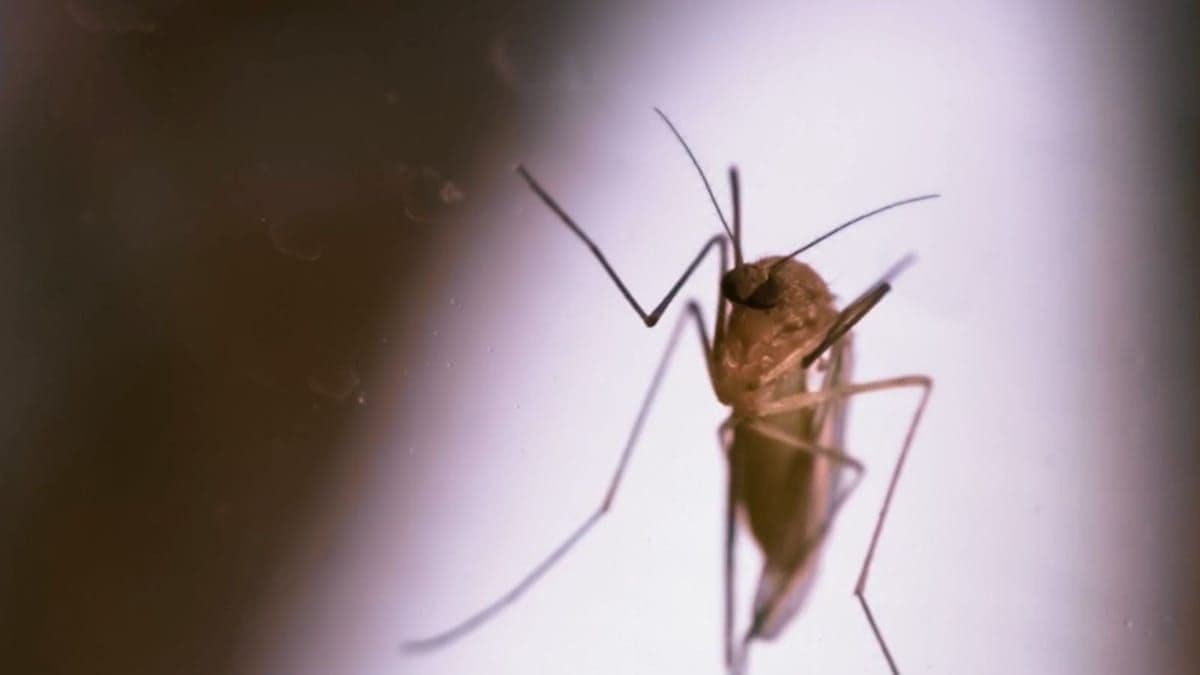 Mosquito que transmite a malária