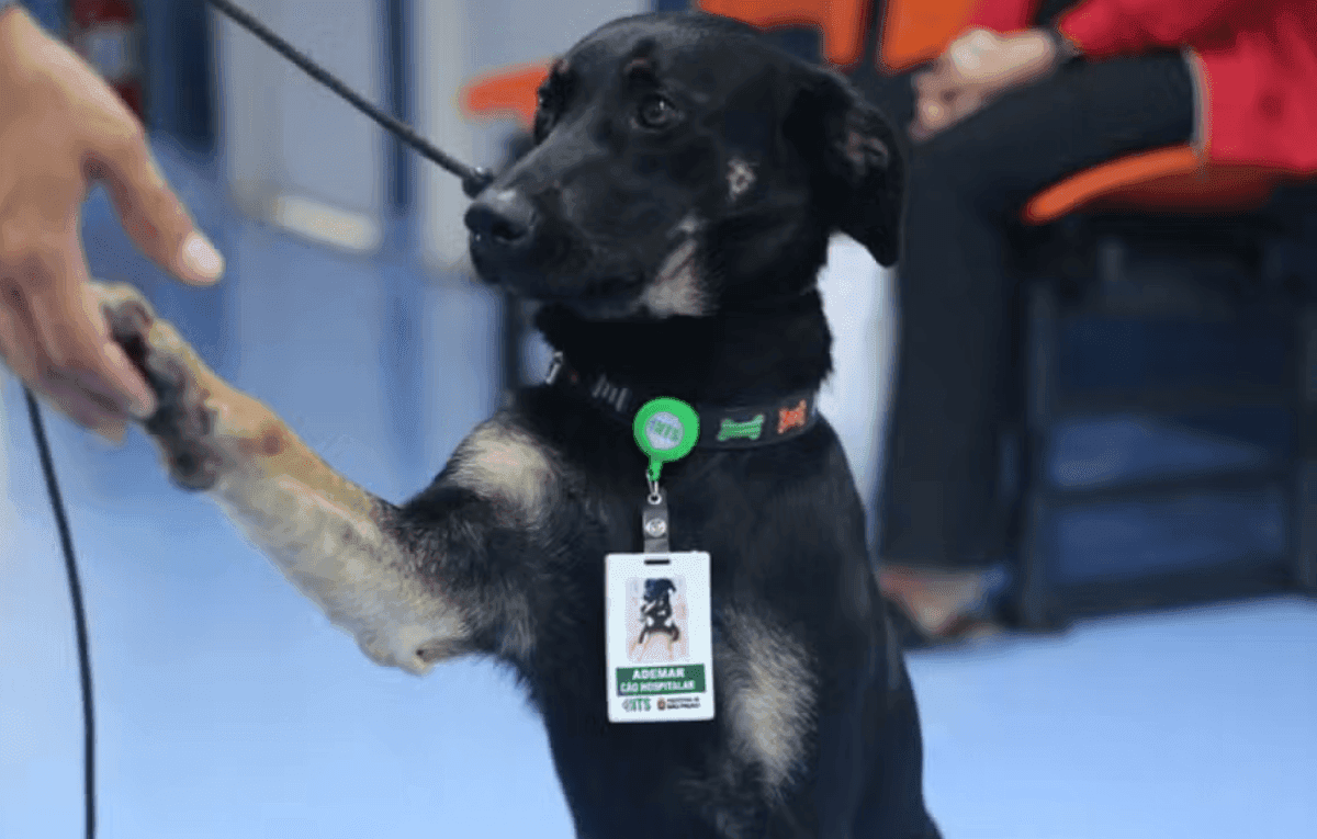 Hospital adota cachorro e animal se torna o primeiro ‘Cão Hospitalar’ de SP