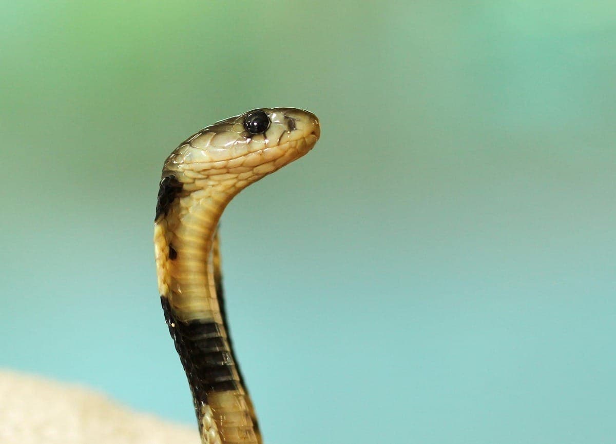 O que significa sonhar com cobra