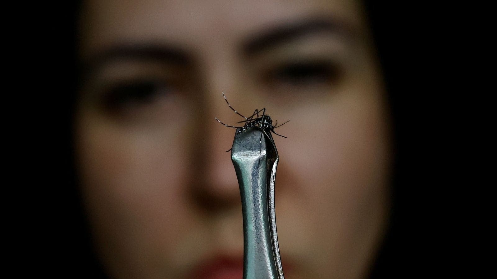 Mosquito Aedes aegypti, que causa dengue