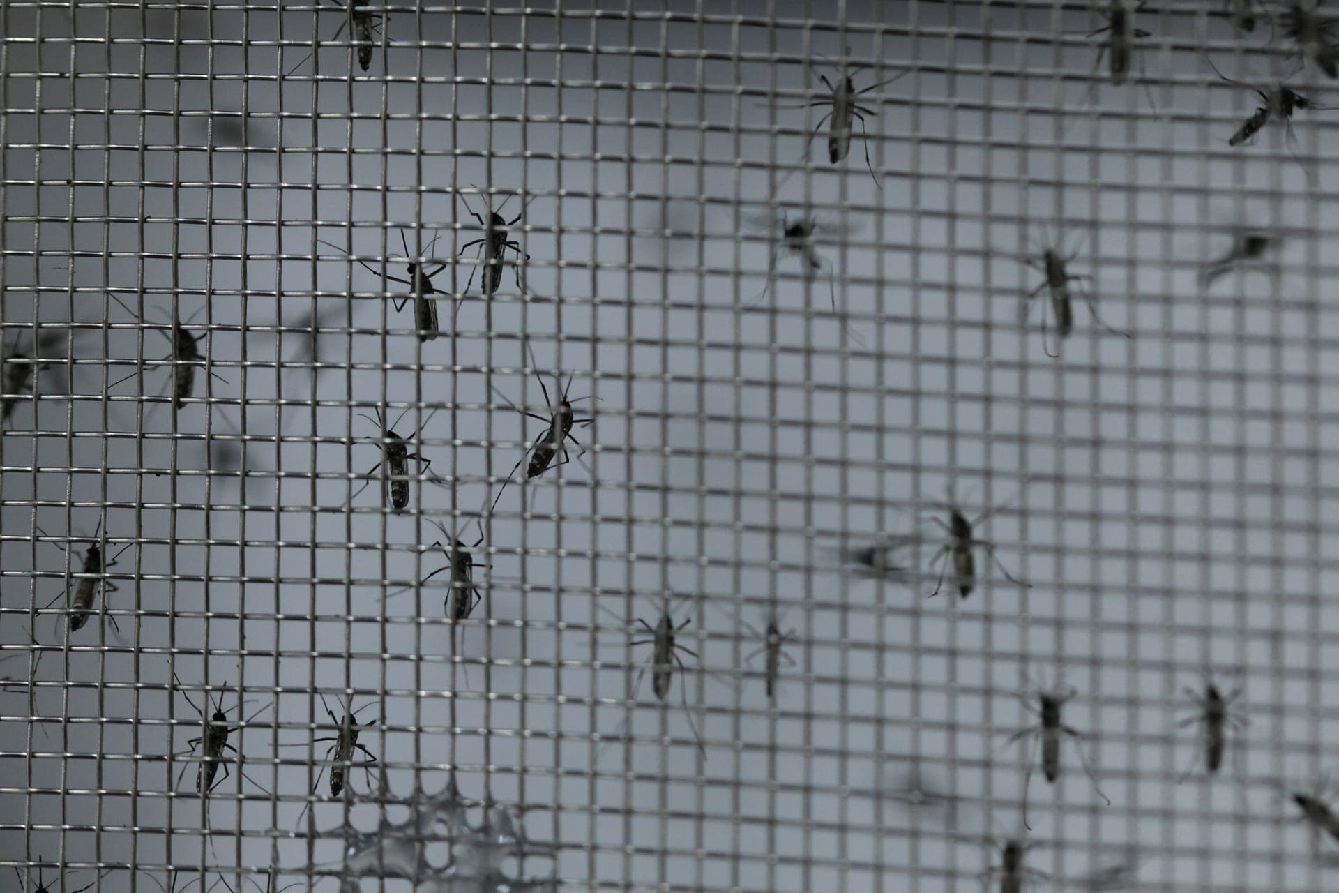 Mosquito Aedes aegypti