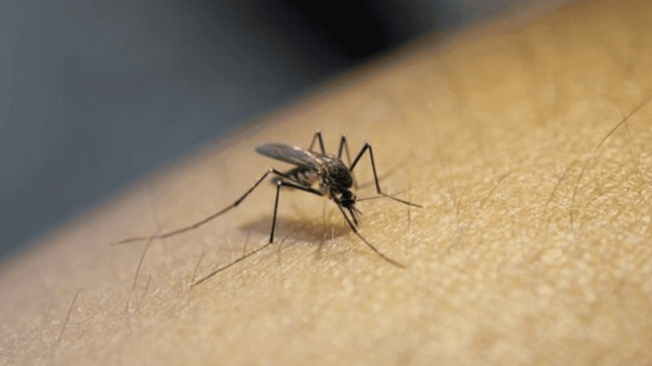 São José dos Campos registra primeira morte por dengue em 2025