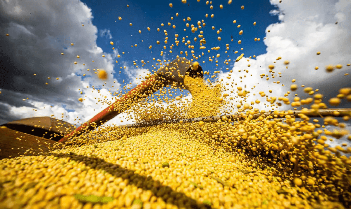 Safras do arroz e do feijão devem crescer