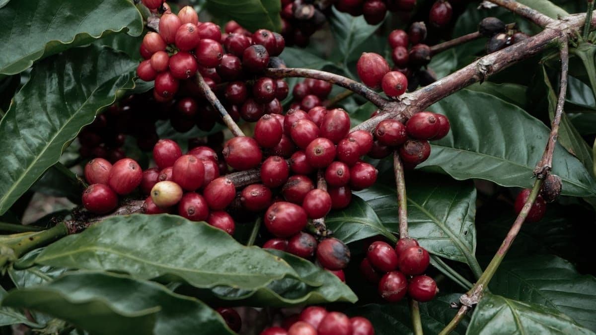 Preço do café robusta subiu em abril