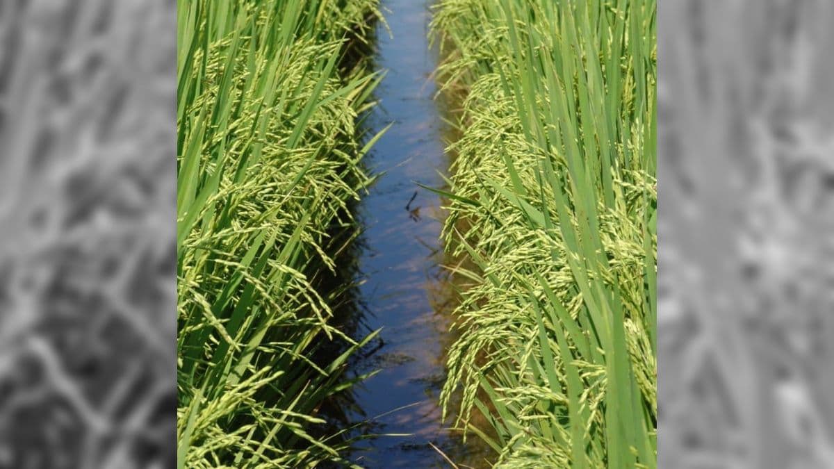 Lavouras de arroz ficaram submersas