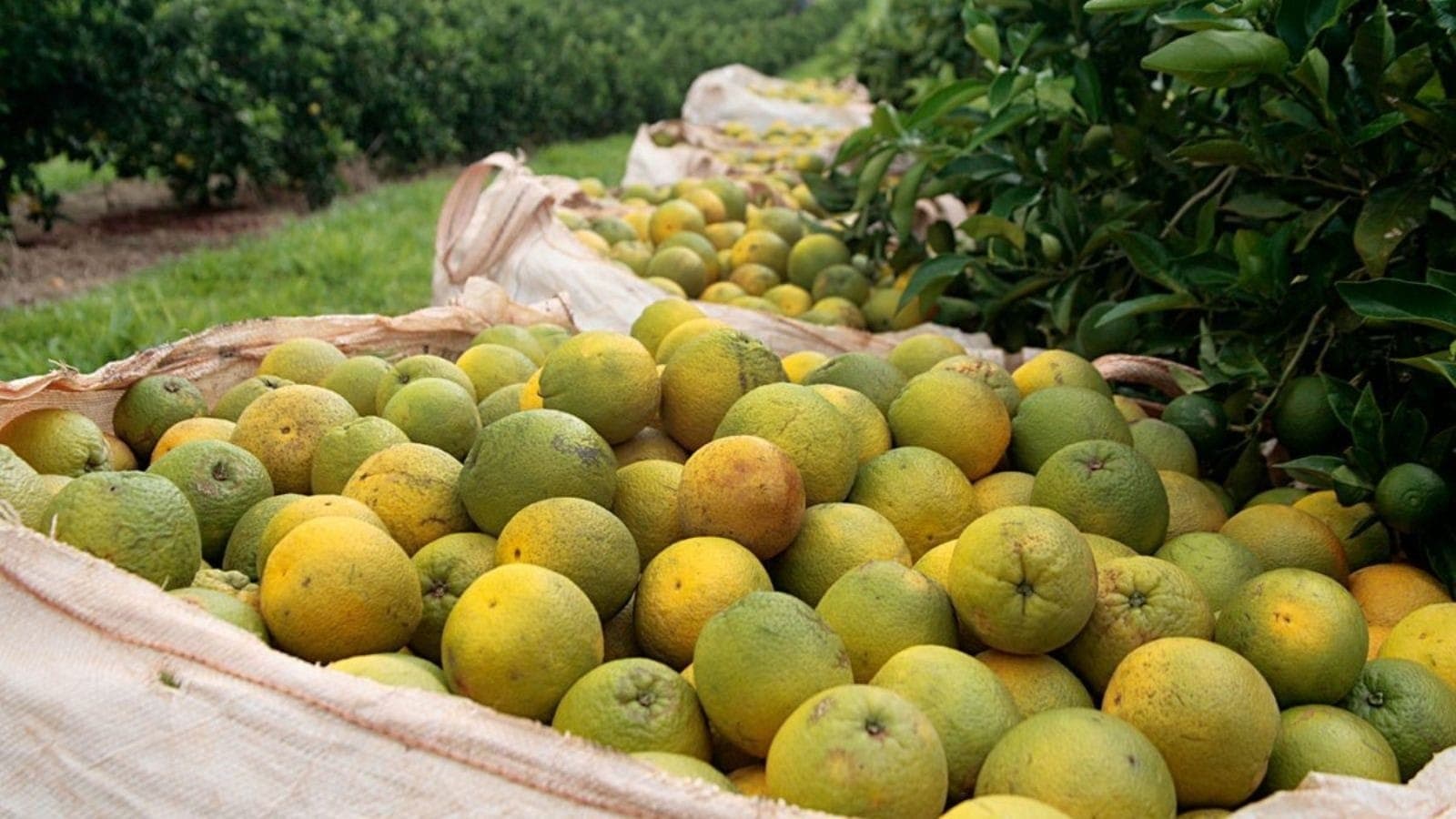 Laranjais melhoraram após chuvas