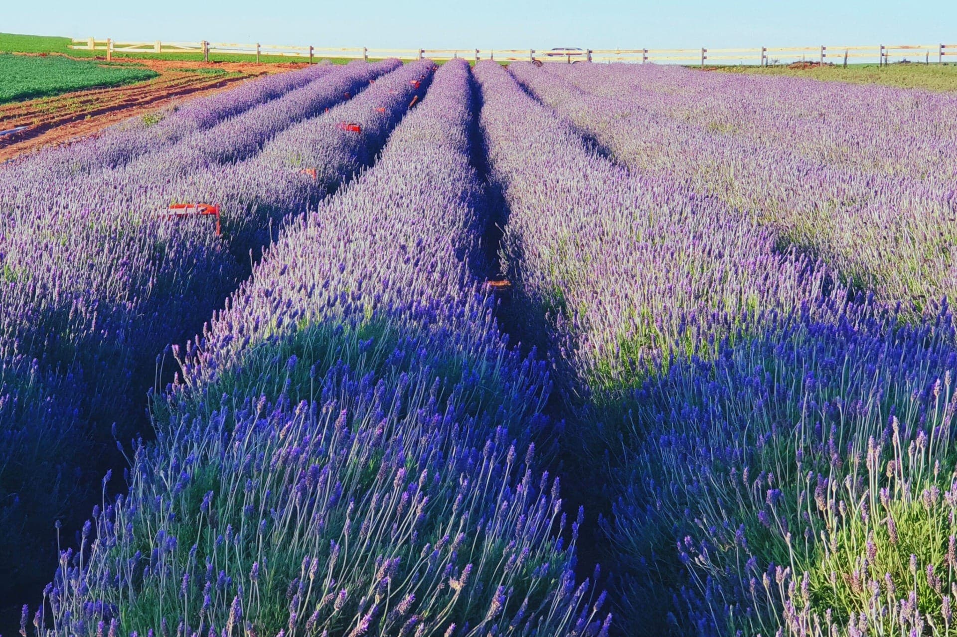 A Rota da Lavanda fica no Paraná