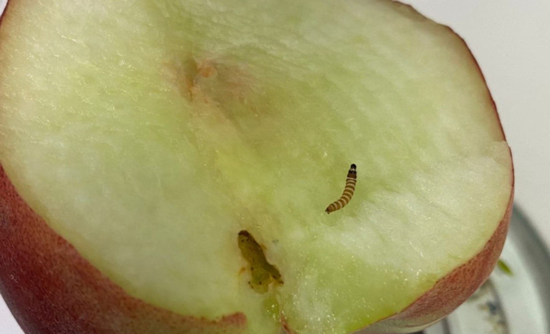 Pêssegos contaminados com lagartas
