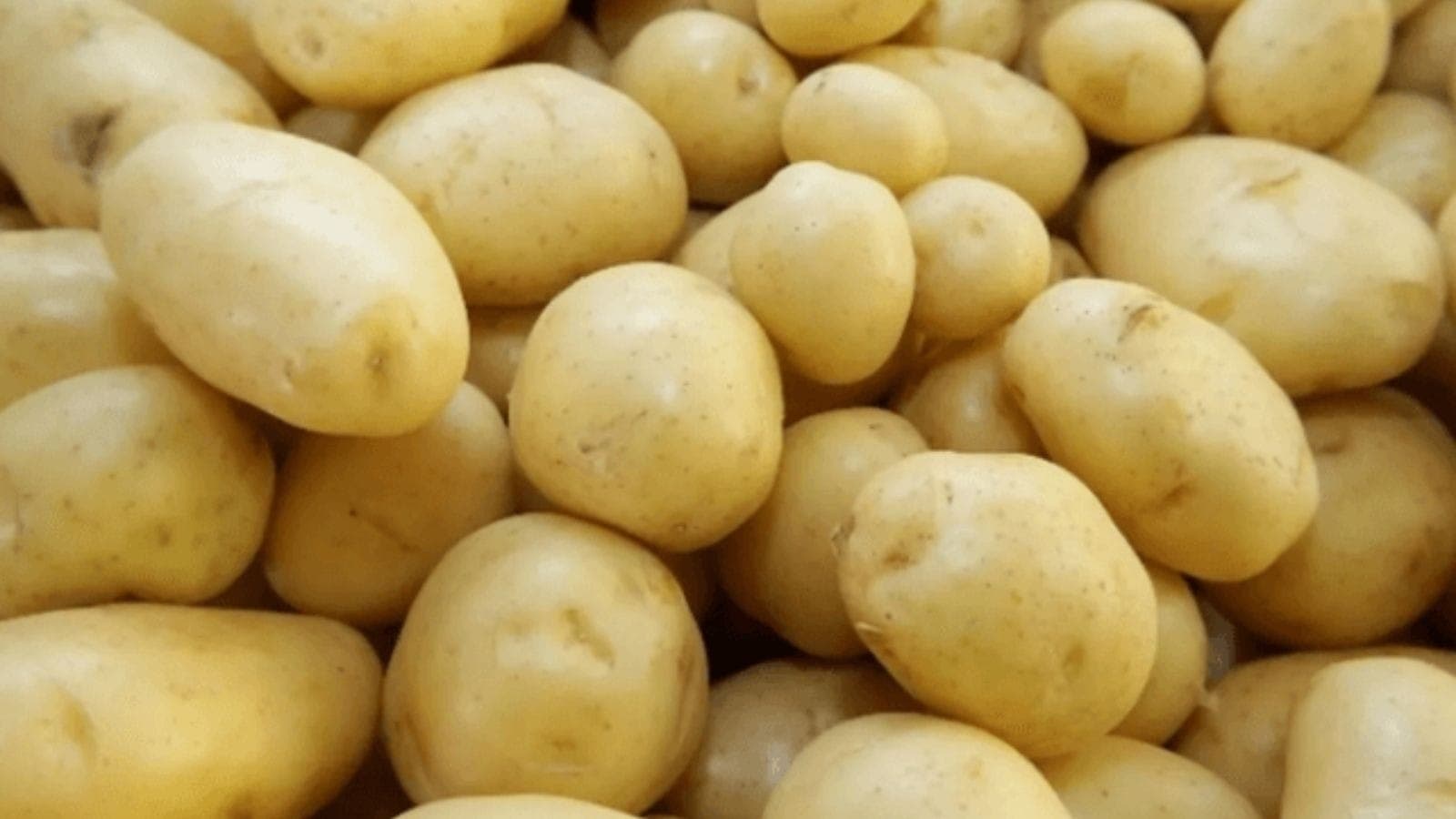 Batata teve alta nos últimos meses