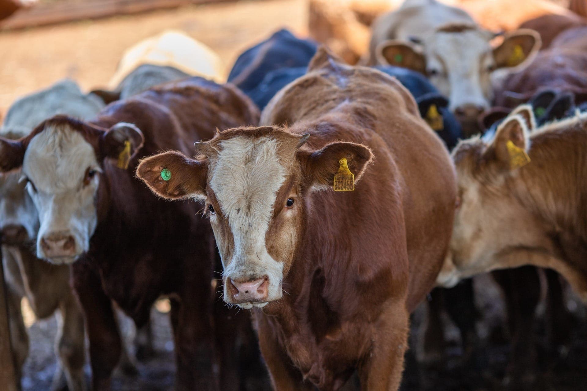 Gado produz gás metano na digestão
