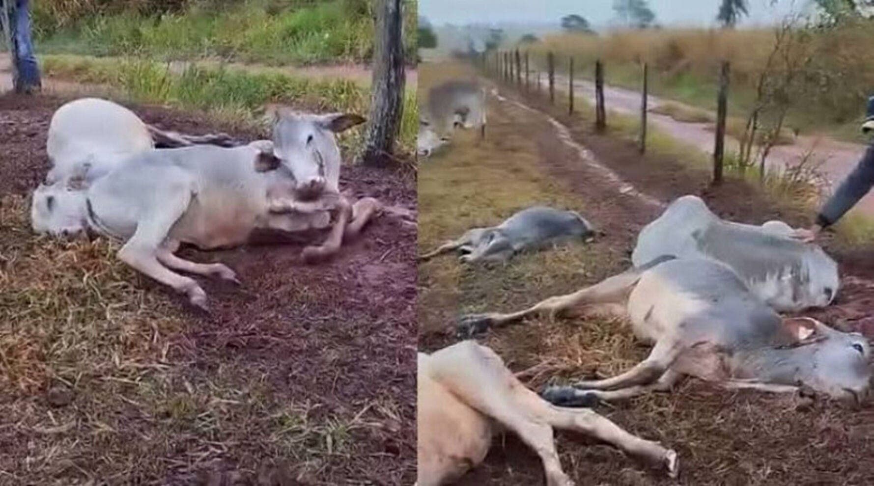 Animais morrem de frio em Mato Grosso do Sul