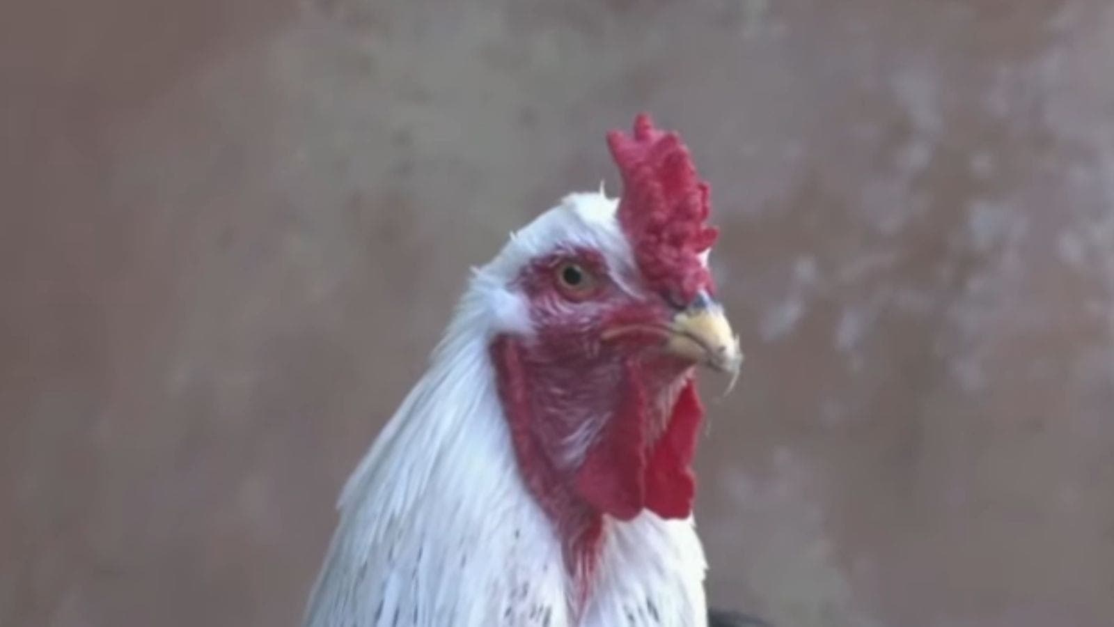 Doença Newcastle afeta aves