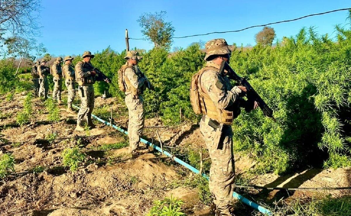Plantio de maconha é descoberto no Piauí