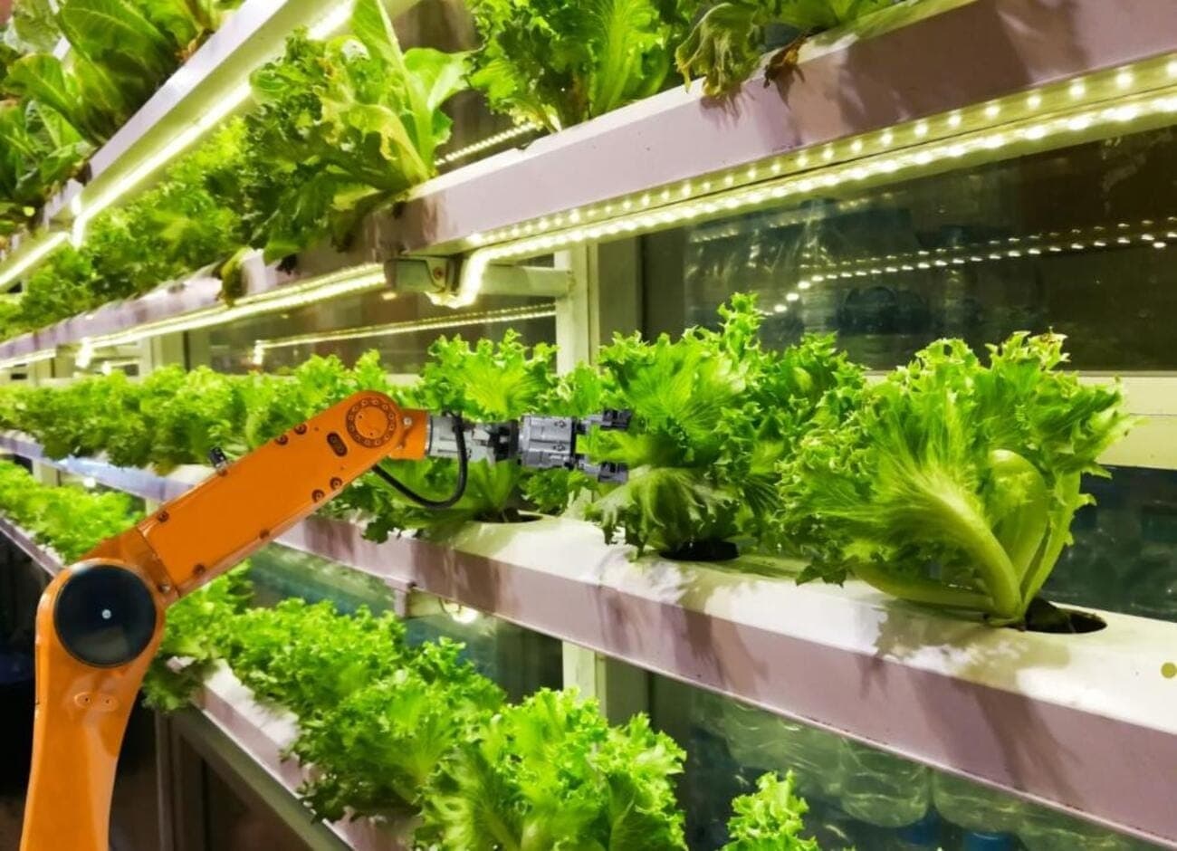 Robôs na agricultura