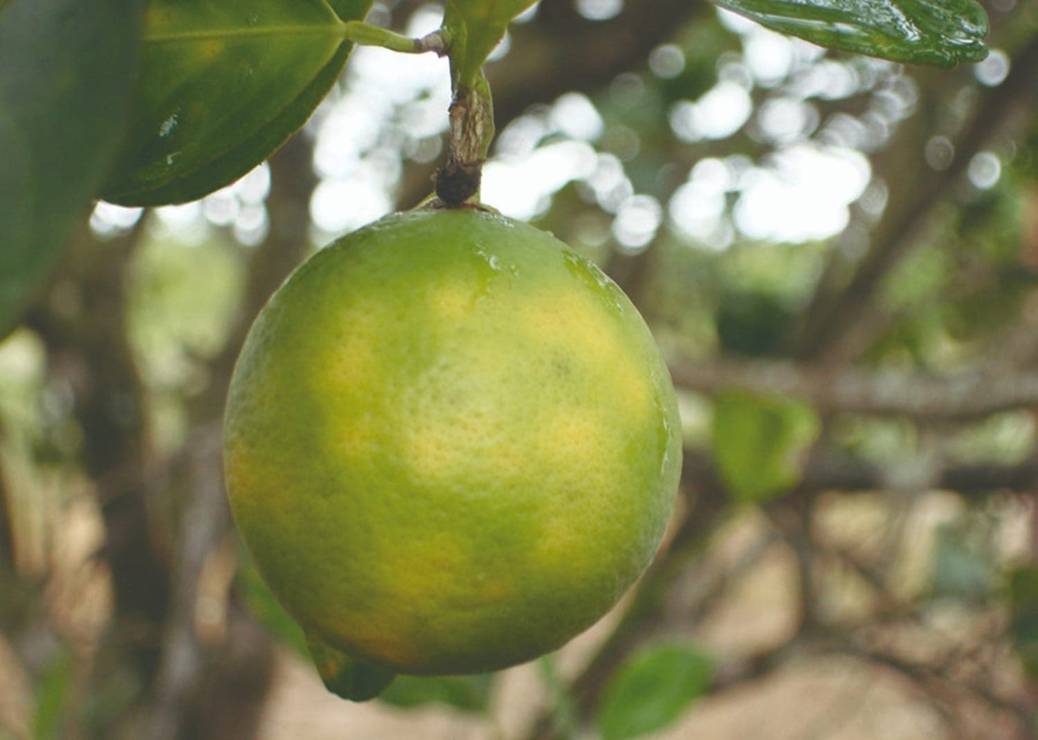 Laranjais sofrem com praga chamada Greening