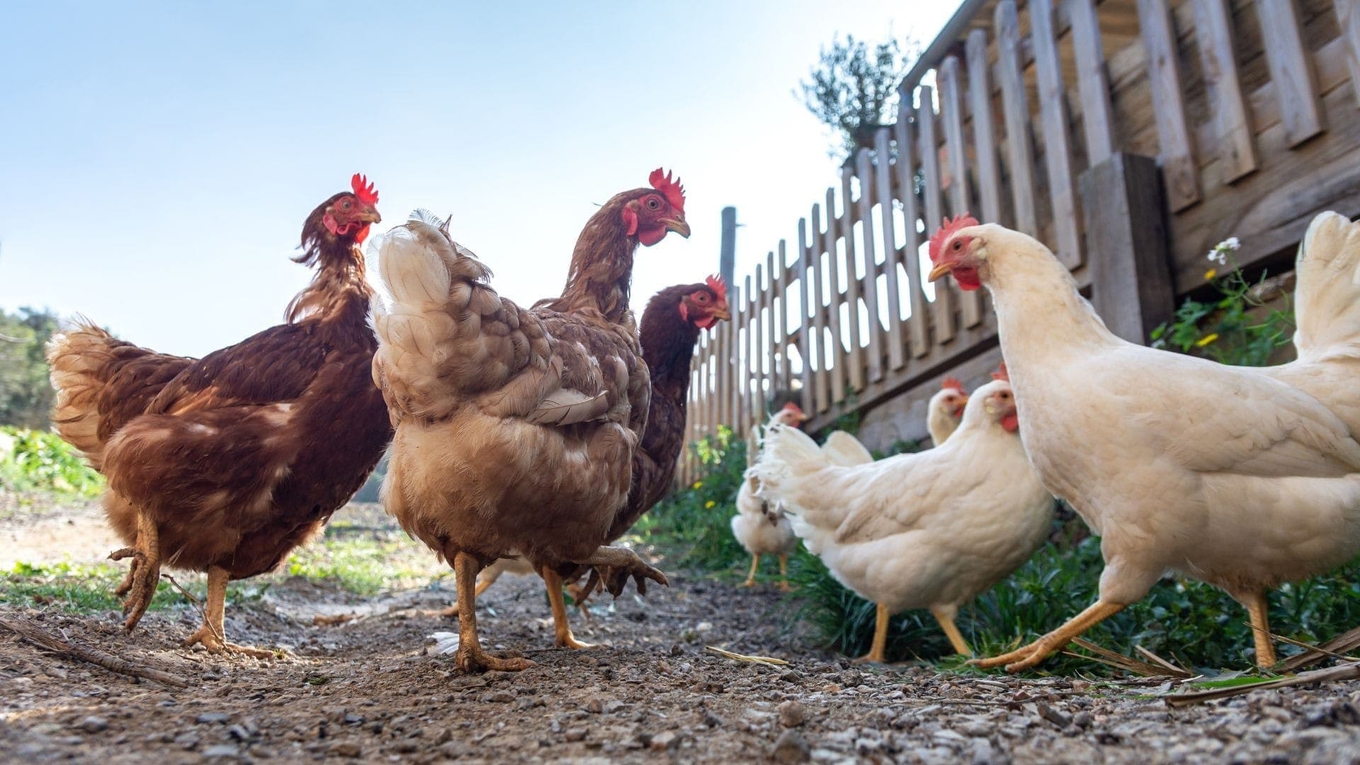 Entenda o conceito de cage-free