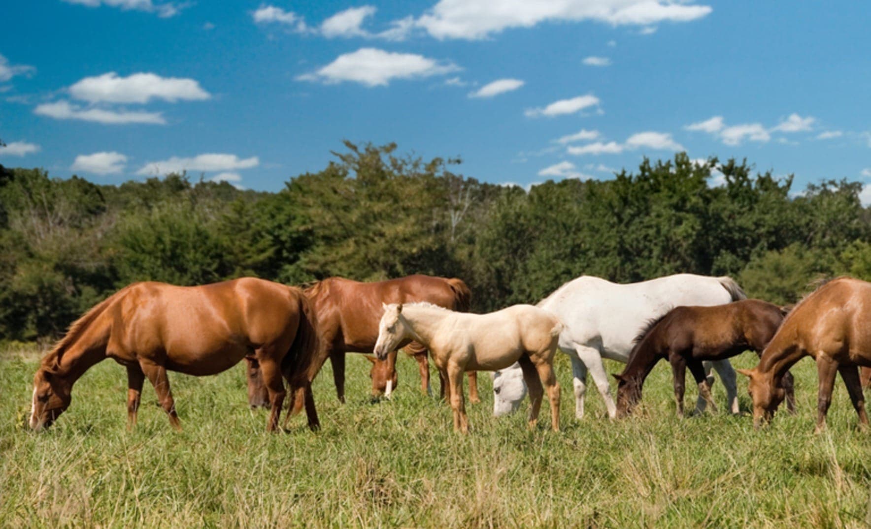 União Europeia importará cavalos brasileiros