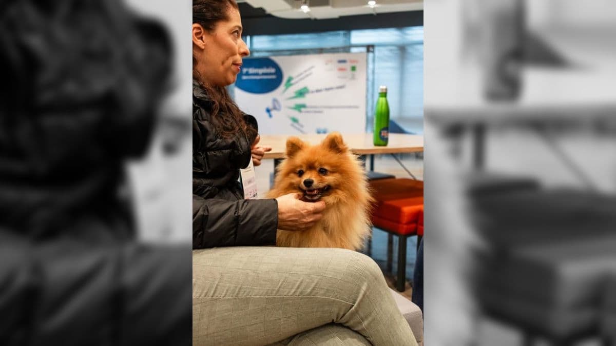simpósio dor cães