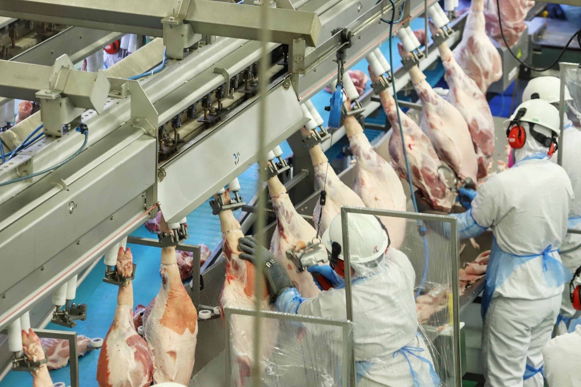 Exportações de carne suína foram as maiores já registradas no setor em 2024